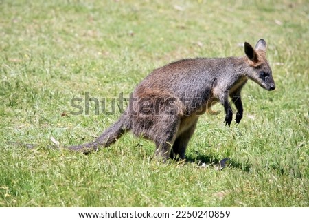 the swamp wallaby is a medium size wallaby with a grey and tan body a long tail
