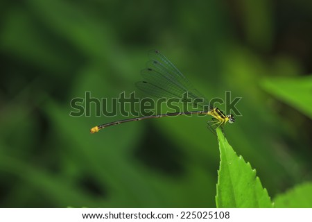 the yellow dragonfly sits on a grass on a meadow
