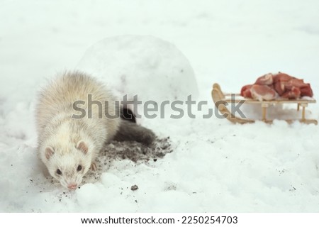 Ferret female outdoor in her snow igloo house take care of meat