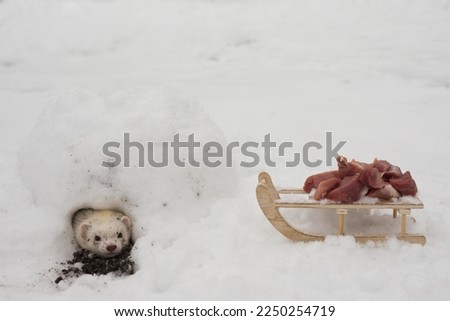 Ferret female outdoor in her snow igloo house take care of meat