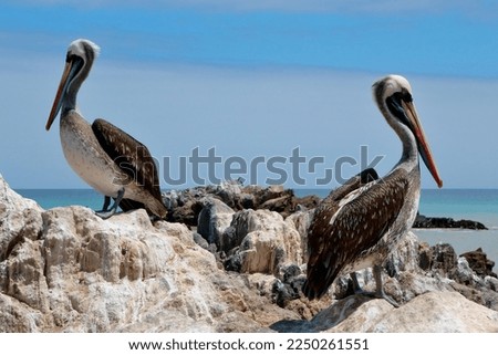 Peruvian Pelicans (Pelecanus thagus) on rocks, Pan de Azúcar National Park, near Chañaral, Región de Atacama, Chile Royalty-Free Stock Photo #2250261551