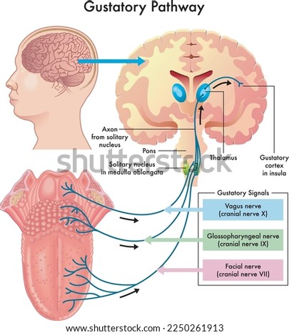Diagram of the gustatory pathway, with annotations. Royalty-Free Stock Photo #2250261913