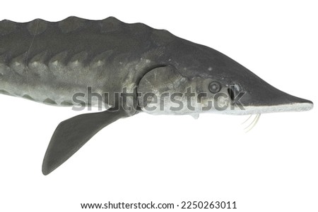 lake sturgeon' shark en white background