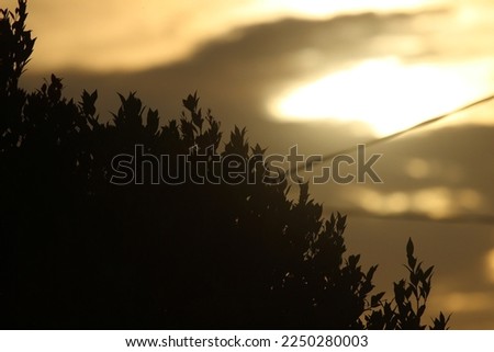 silhouette picture of leaves with evening sky for backround