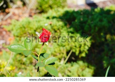 Beautiful special pink rose flower and green leaf