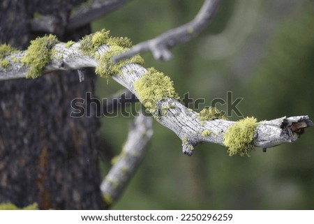 Moss making a home on a dead tree limb