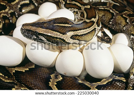A Burmese python with a clutch of eggs Royalty-Free Stock Photo #225030040