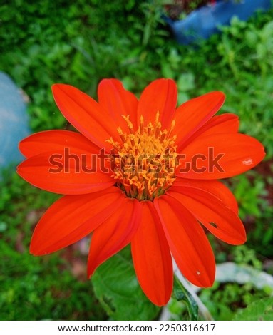Tithonia rotunifolia, the red sunflower or mexican sunflower 