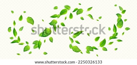 Green mint leaves falling and flying in air. Fresh summer or spring foliage of tea or peppermint, vortex of herbal leaves isolated on transparent background, vector realistic illustration