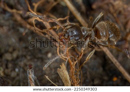 A colony brown Lasius neoniger ants crawling on a tree and on the ground during a springtime to forage for food. Spring foraging of food by a colony of Lasius neoniger ants on a tree and ground.
