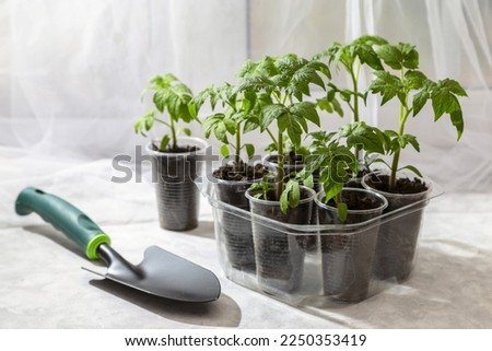 Young seedlings of tomatoes on the windowsill. Ecological home cultivation of tomato seedlings in winter and early spring. Reuse of disposable plastic tableware. Royalty-Free Stock Photo #2250353419