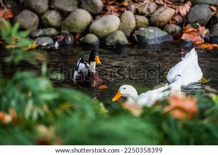 Ducks and  leaves in the river