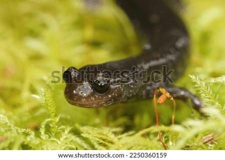 Natural facial closeup on a dark black colored and endangered Del Norte Salamander , Plethodon elongatus, in North California