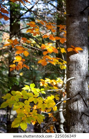 Colorful Leaves with sunbeams in Autumn Forest, natural picture and colors