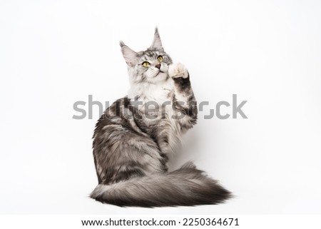 Maine Coon Cat sitting with one paw raised, looking up. Part of series photos of thoroughbred kitty black silver classic tabby and white color. Studio shot kitten with yellow eyes on white background