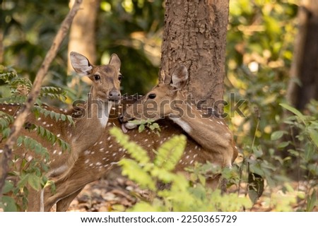Spotted deer at Kali Tiger Reserve Dandeli Karnataka Royalty-Free Stock Photo #2250365729