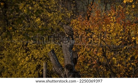 eagle rests and watches from a tree

