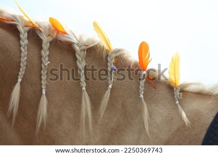 Portrait close up of a purebred horse in summer children camp. Domestic horse braided mane decorated with feather on the neck