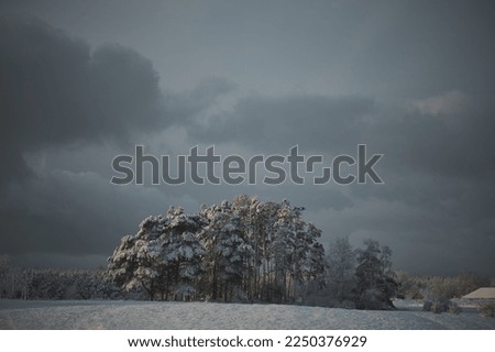 Beautiful trees during winter. Group of isolated trees in the snowy winter open field
