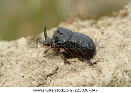 Copris lunaris,  Horned Dung Beetle, Scarabaeidae, male with nasal horn,  Royalty-Free Stock Photo #2250387347