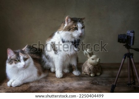 Joint posing of cats with a rabbit figurine for the camera