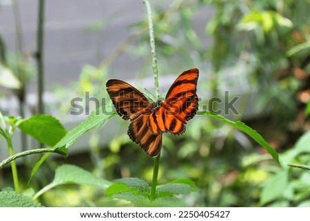 Two butterflies kissing and resting. They make a heart shape together