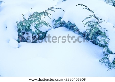 Soft focus. With a space to copy. Close-up of some tree branches covered with the first snow. High quality photo