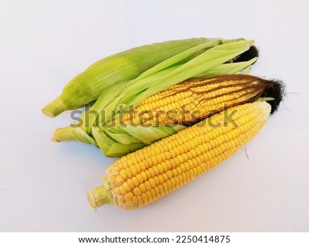 Corn on the cob maize sweetcorn yellow whole ear-maize organic ear-corn  fresh sweetcorns zea mays makka bhutta closeup mazorca maiz image espiga milho picture epi mais stock photo