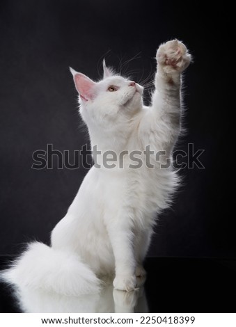White Maine Coon Kitten on a black background. Nice cat portrait in studio