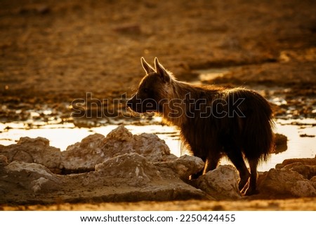 Brown hyena at waterhole at sunset in Kgalagadi transfrontier park, South Africa; specie Parahyaena brunnea family of Hyaenidae