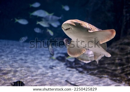 Zebra shark (Stegostoma fasciatum) native to the Indian and Pacific oceans swimming among other fish