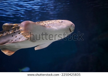 Zebra shark (Stegostoma fasciatum) native to the Indian and Pacific oceans swimming among other fish
