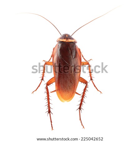 Cockroach isolated on a white background. This has clipping path. 