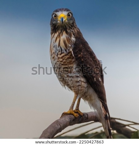 Hawk on the tree looking to the camera with blue sky in Pantanal Brazil