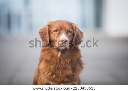 young nova scotia duck tolling retriever posing after dog show. standard. purebred. healthy. Royalty-Free Stock Photo #2250438615