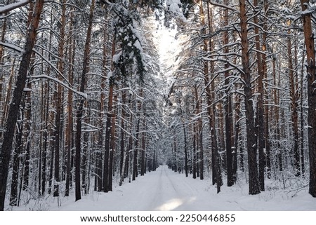 Winter forest with snowy trees