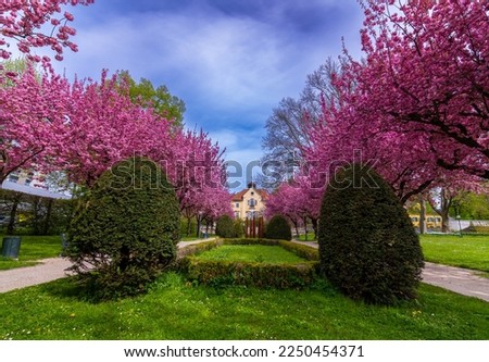 park blooming cherry tree flower lights night landscape city photowalk streets Royalty-Free Stock Photo #2250454371