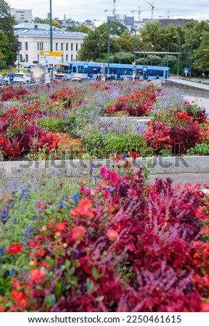 Beautiful colorful flower beds in the park. Flower bed in the garden. Small flowers. multicolored flowerbed on the lawn. Horizontal shot. annual flowerbed. Close up. travel photo, selective focus.