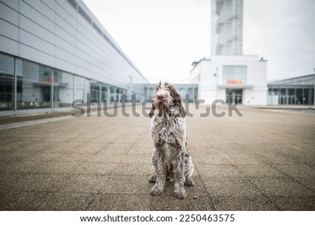 young spinone italiano posing after dog show. standard. purebred. healthy. Italian Wire-haired Pointing Dog
