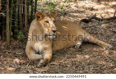 Indian lioness resting in the shade at Bannerghatta forest in Karnataka India