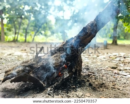 tree trunks, dry burning wood.  bonfire