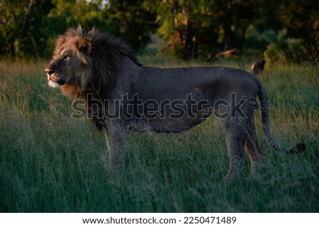  A male lion (Panthera leo) in the Okavango Delta on 13th January  2023

