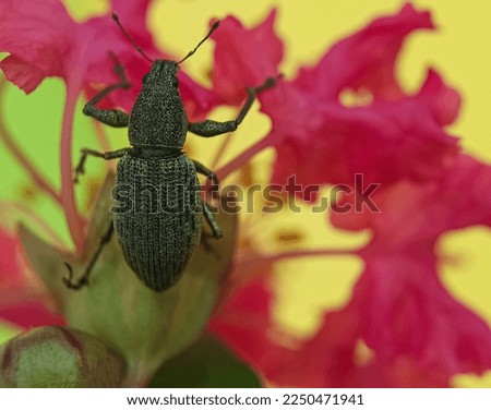 Weevil - Otiorhynchus ovatus (latin name) in the raspberry fruit. It is a species of weevils in the family Curculionidae and common and serious pest of many types of soft fruits.
