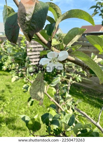 Blossoming apple tree branch, white flowers