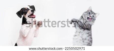Portrait of jumping, happy puppy of Jack Russell Terrier and grey cat on white background. Free space for text. Wide angle horizontal wallpaper or web banner.  Royalty-Free Stock Photo #2250502971