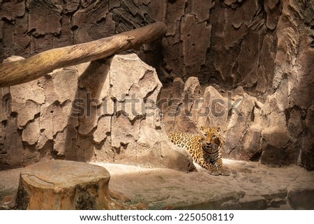 the leopard is laying down in the cage at zoo