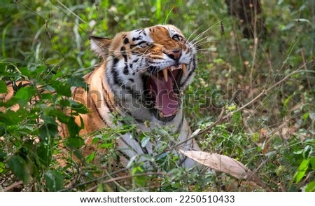 Bengal Tiger growls with open jaws showing it's teeth at Bannerghatta forest in Karnataka India Royalty-Free Stock Photo #2250510433