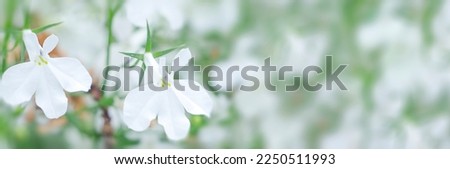 white flower. flower garden. flower at spring day. flower for design. Banner. copy space