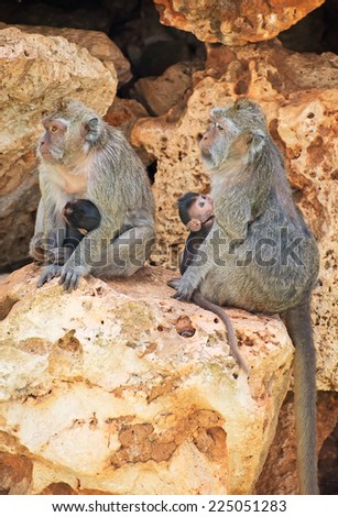Family of monkeys sitting on the stones.