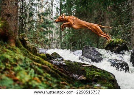 Rhodesian ridgeback dog jumping high above waterfall from one river bank to another Royalty-Free Stock Photo #2250515757